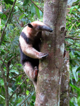 Plancia ëd Tamandua mexicana (Saussure 1860)