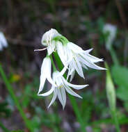 Image of Threecorner leek