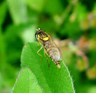 Sphaerophoria scripta (Linnaeus 1758) resmi