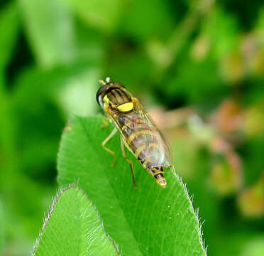 Image of Sphaerophoria scripta (Linnaeus 1758)