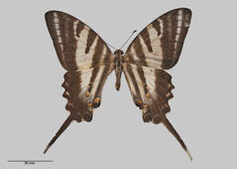 Image of Protographium leosthenes (Doubleday 1846)