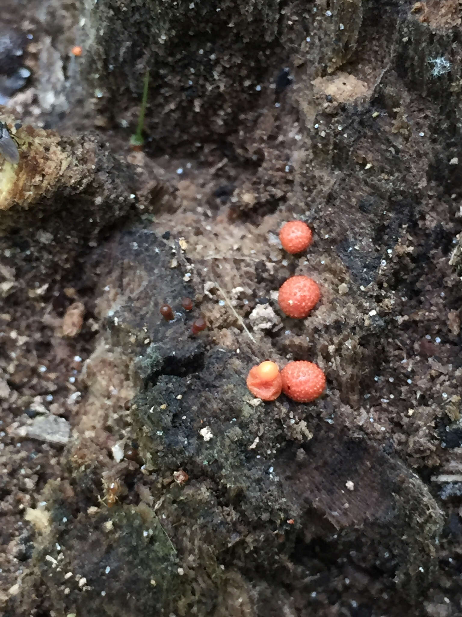 Image of Lycogala epidendrum