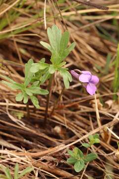 Imagem de Viola dissecta Ledeb.