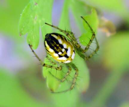 Image of Mangora acalypha (Walckenaer 1802)