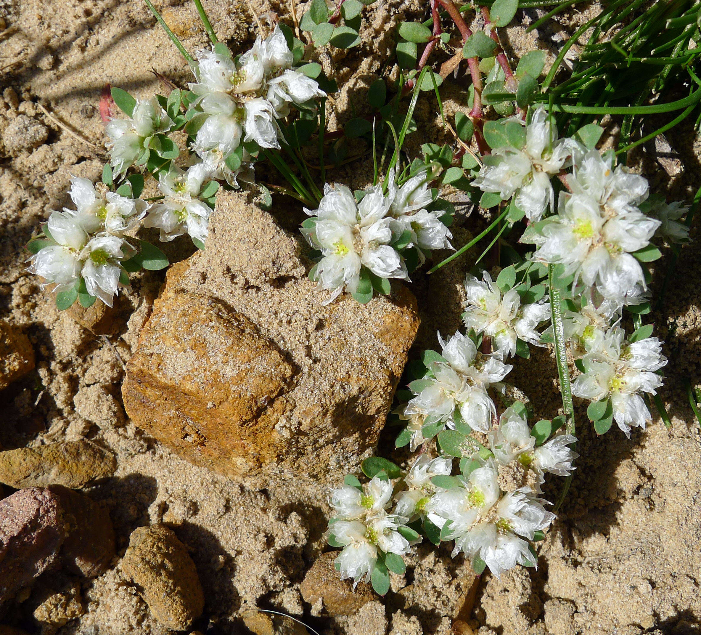 Image of Paronychia argentea Lam.