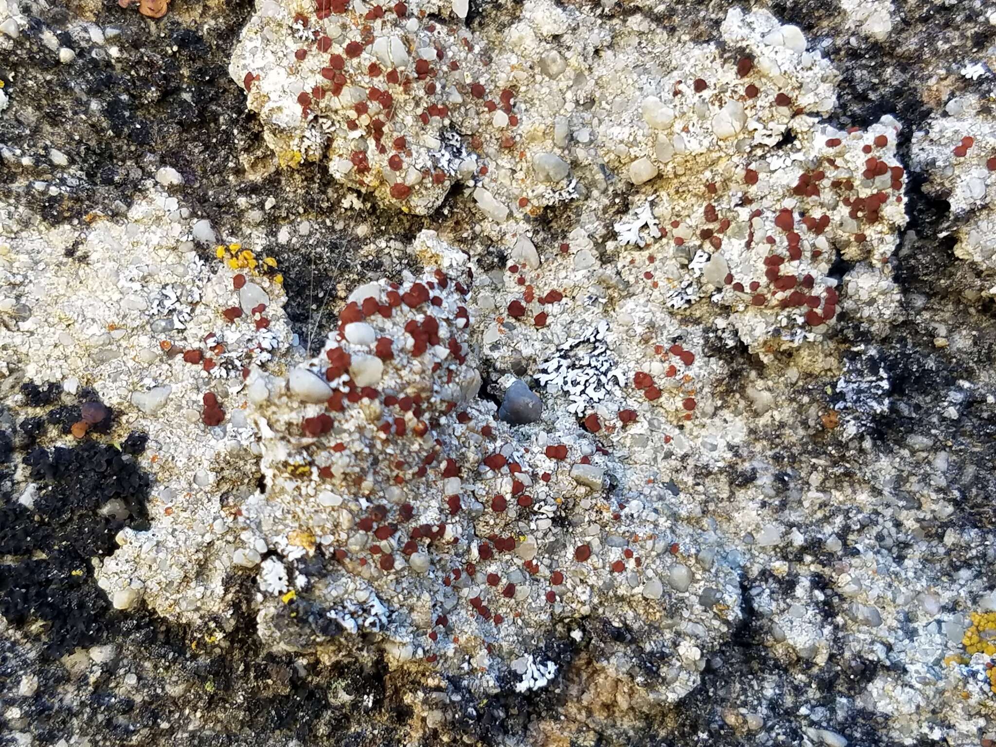 Image of sandwort orange lichen