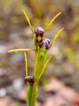 Image of Bird's-mouth orchid