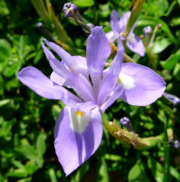 Image of Barbary Nut Iris