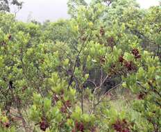 Image of Combretum vendae var. glabratum N. Hahn