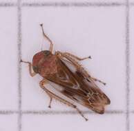 Image of Pithyotettix abietinus