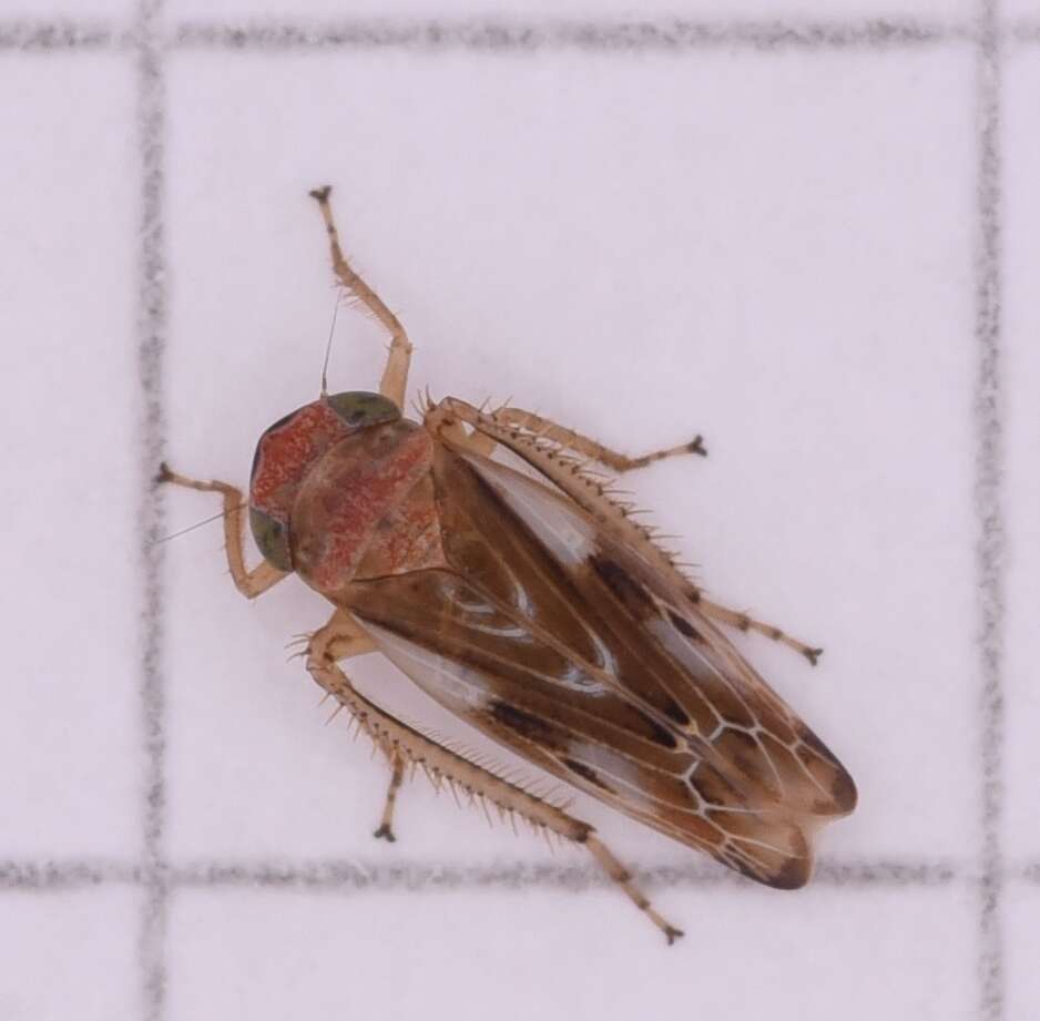 Image of Pithyotettix abietinus