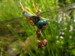 Image of Blue Dasher