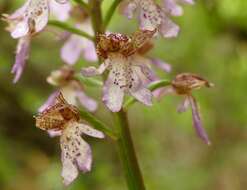 Image of Lady Orchid