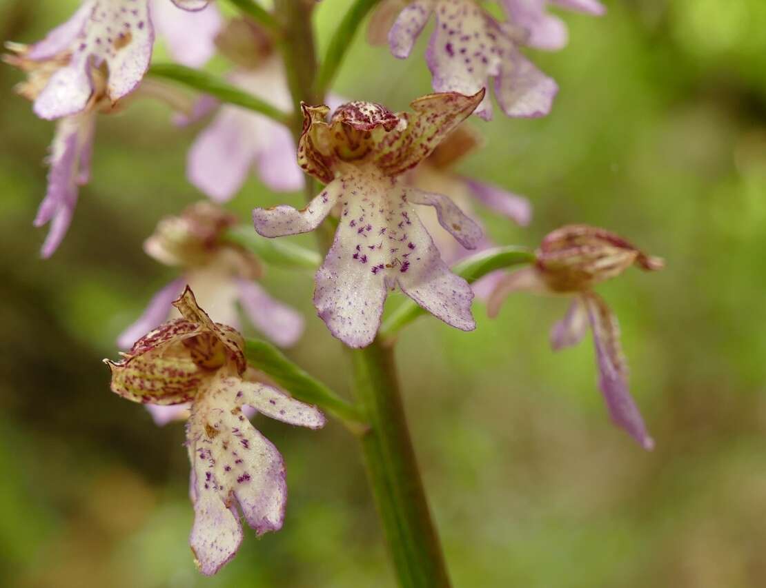 Image of Lady Orchid