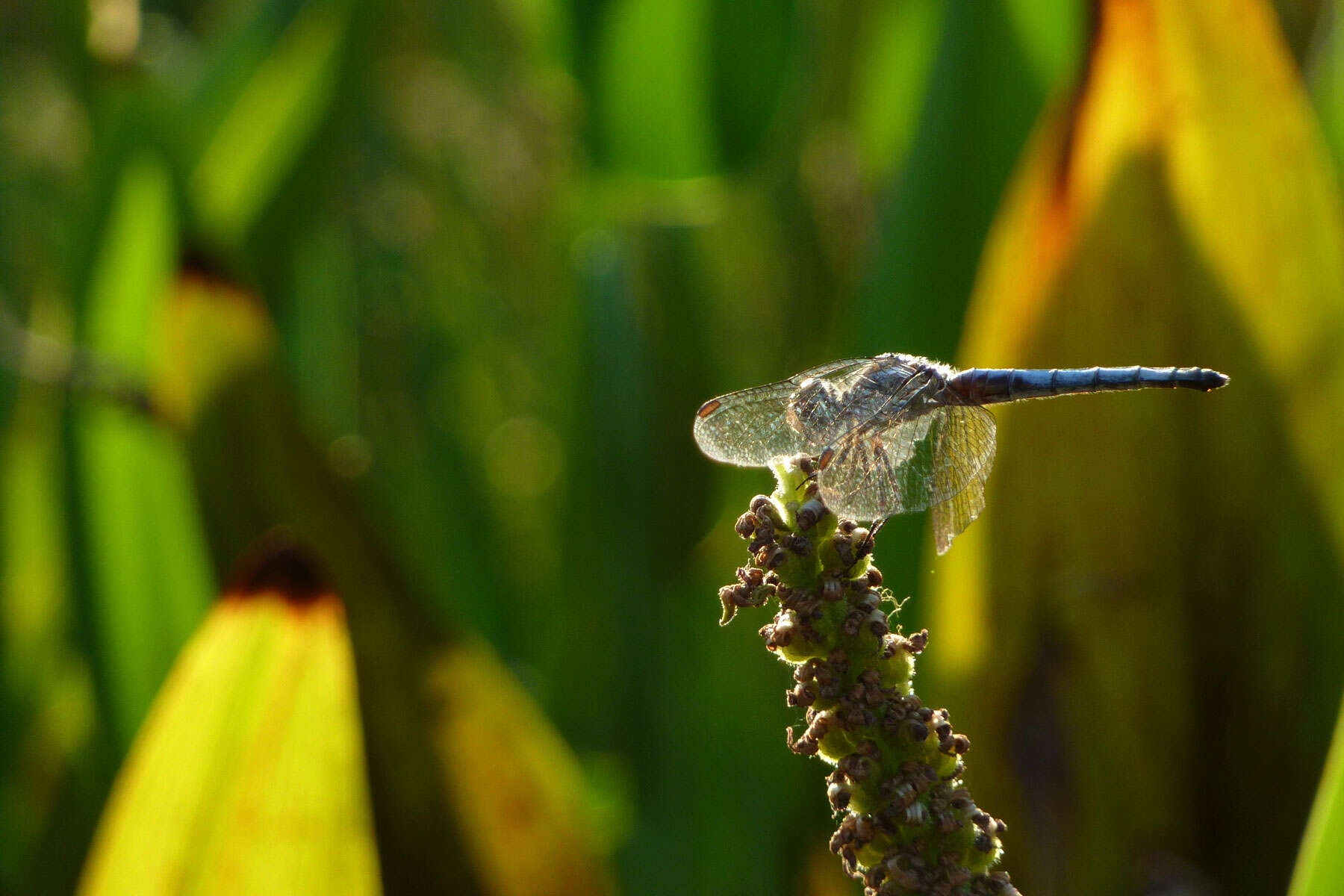 Image of Blue Dasher