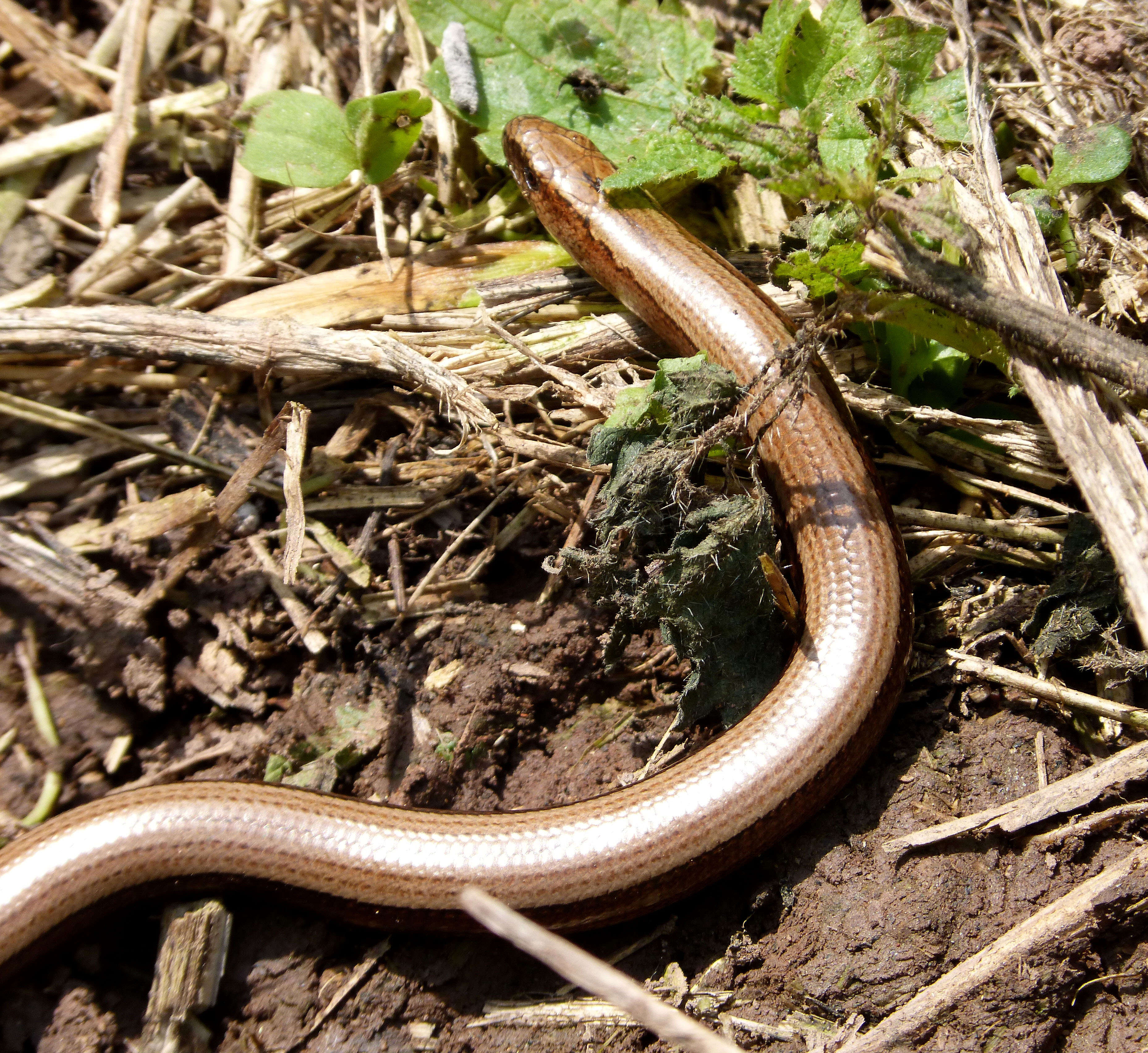 Image of Slow worm