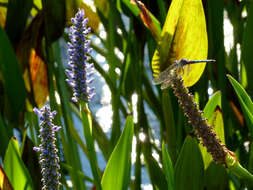 Image of Blue Dasher