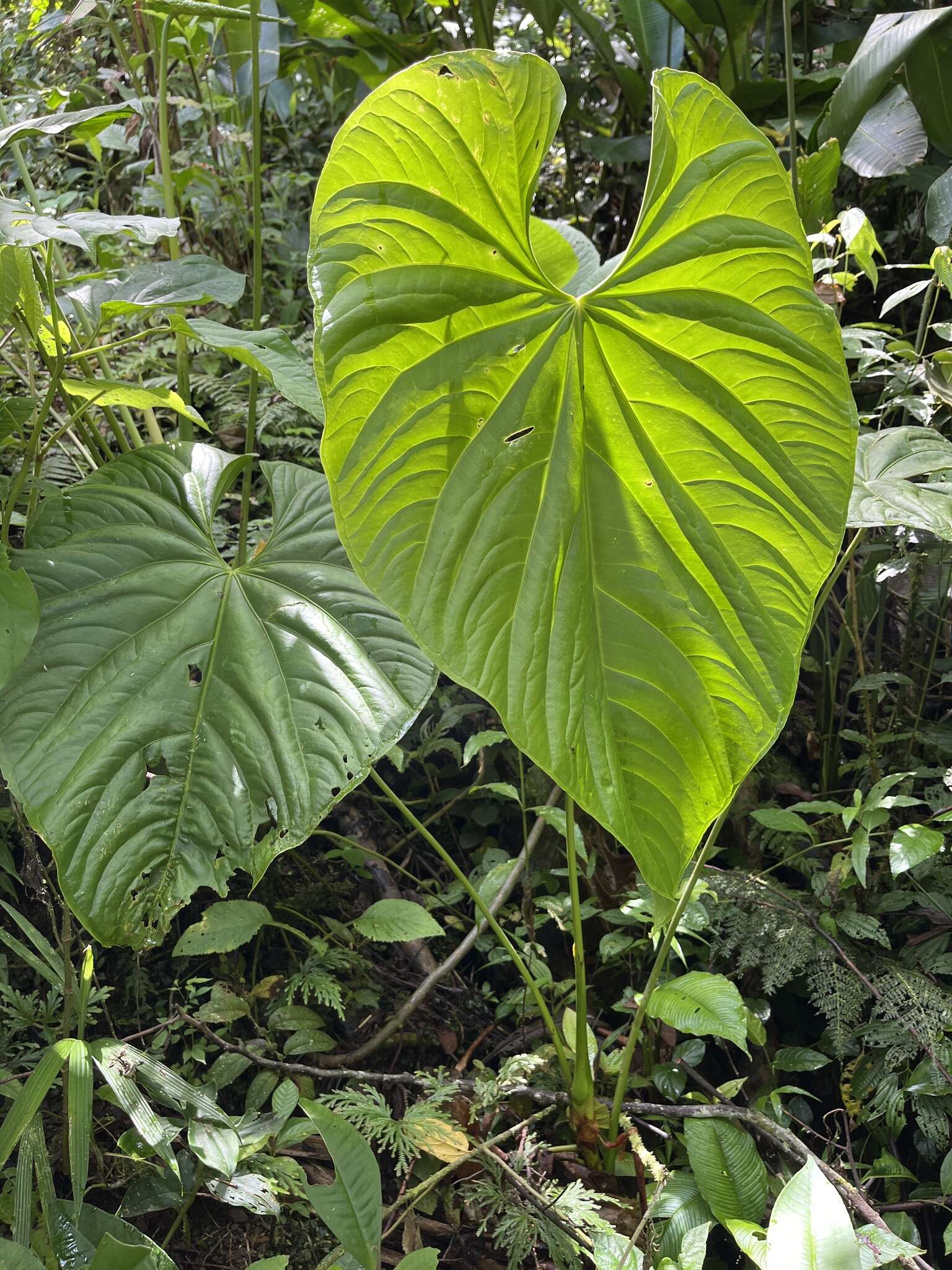 Imagem de Anthurium formosum Schott