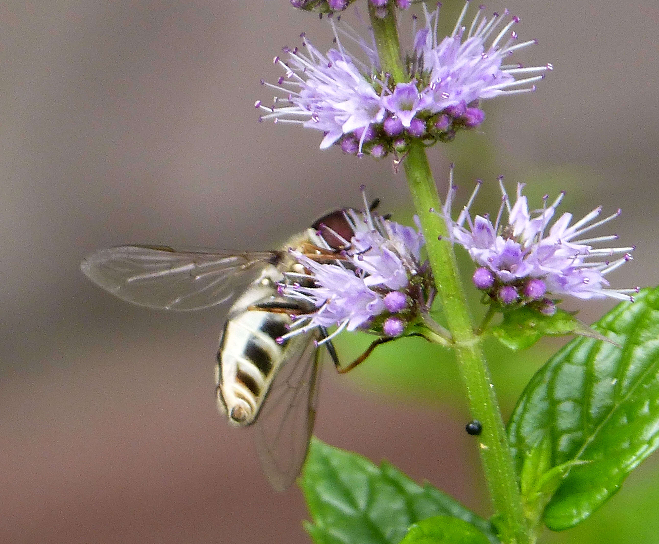 Imagem de Scaeva pyrastri (Linnaeus 1758)