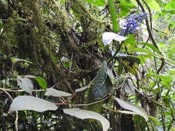 Image of Palicourea brenesii Standl.