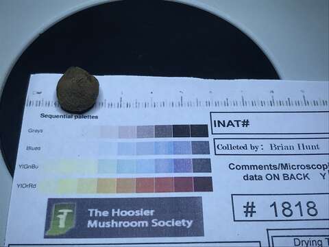 Image of marbled false truffle