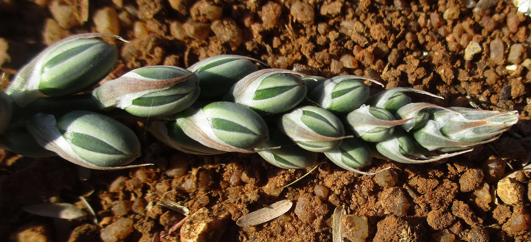 Imagem de Albuca kirkii (Baker) Brenan