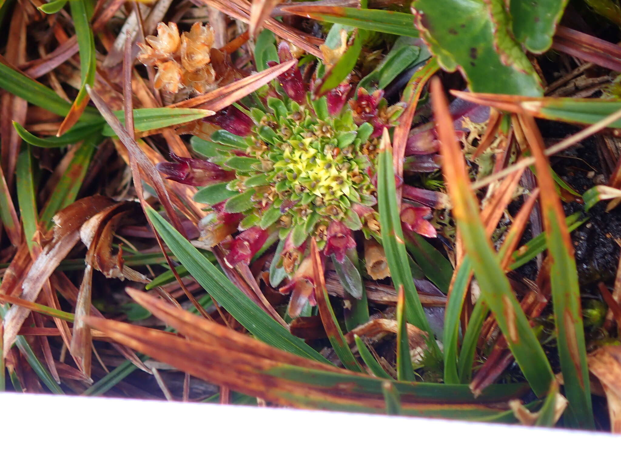 Image of Lysipomia sphagnophila subsp. variabilis McVaugh