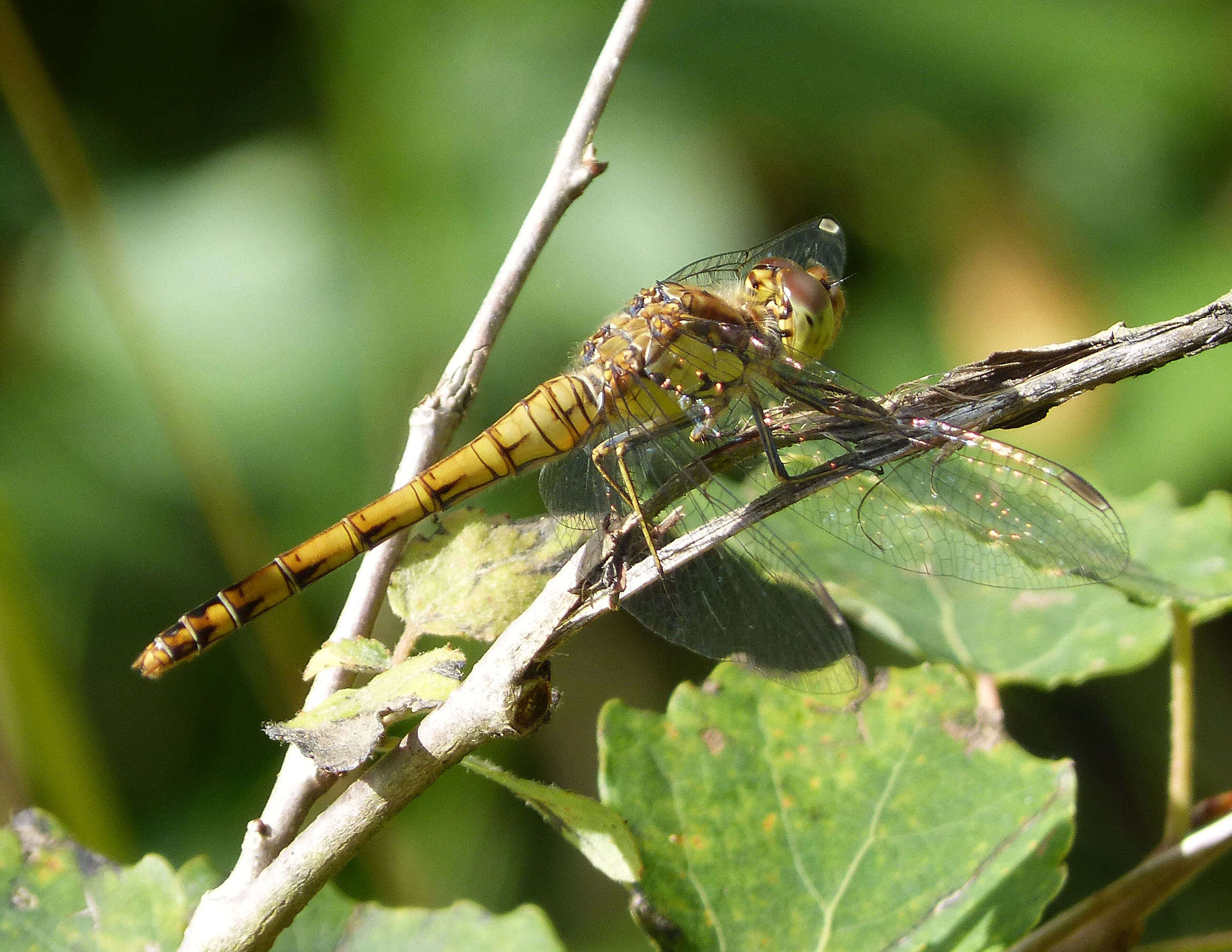 Image of Common Darter