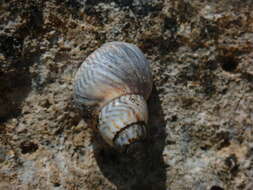 Image of zebra periwinkle