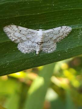 Image of Idaea calunetaria Staudinger 1859