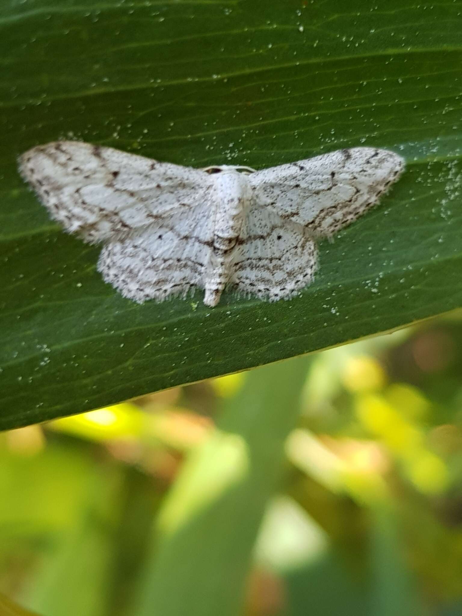 Imagem de Idaea calunetaria Staudinger 1859