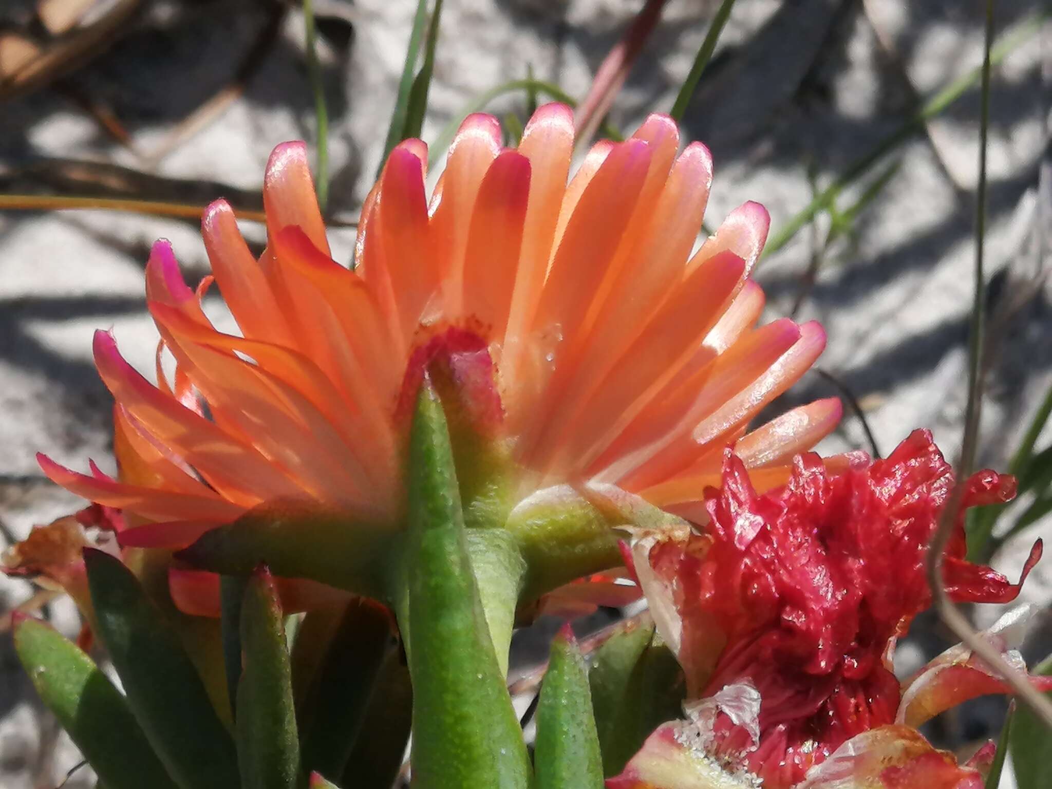 Image of Lampranthus glaucoides (Haw.) N. E. Br.