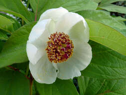 Image of Japanese forest peony