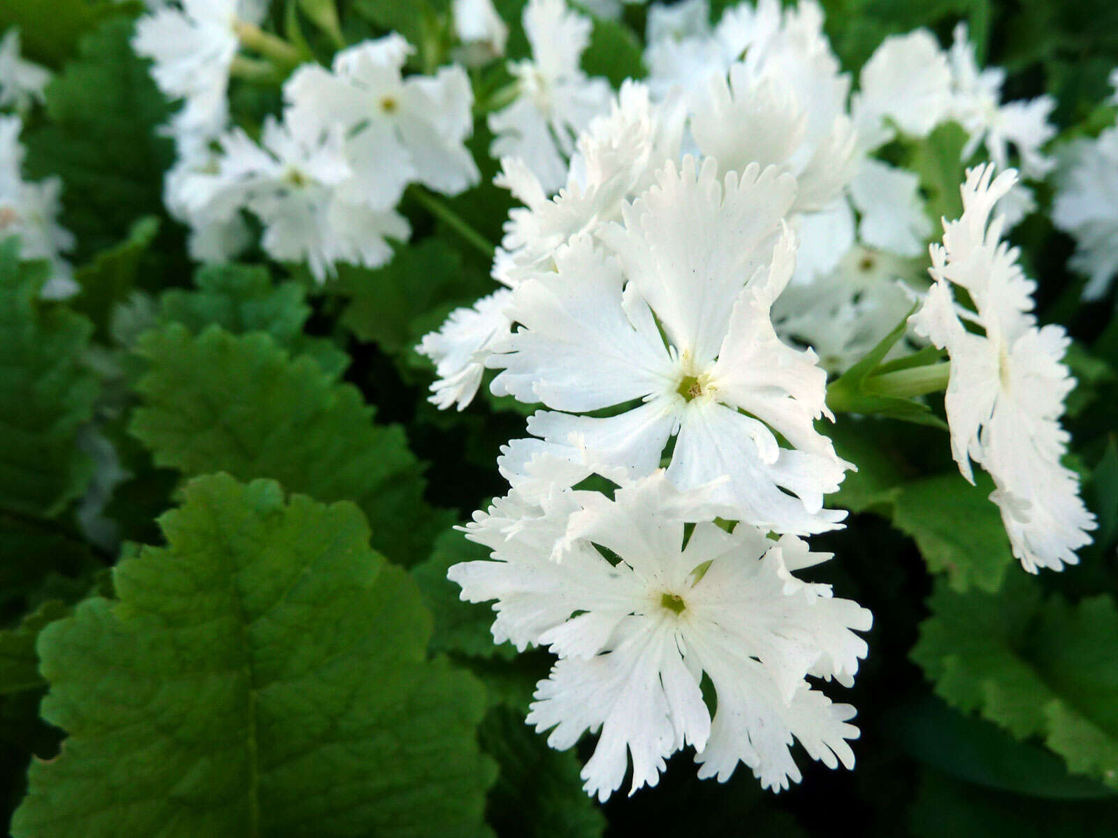 Image of Primula sieboldii E. Morren