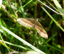 Image of Scotopteryx luridata