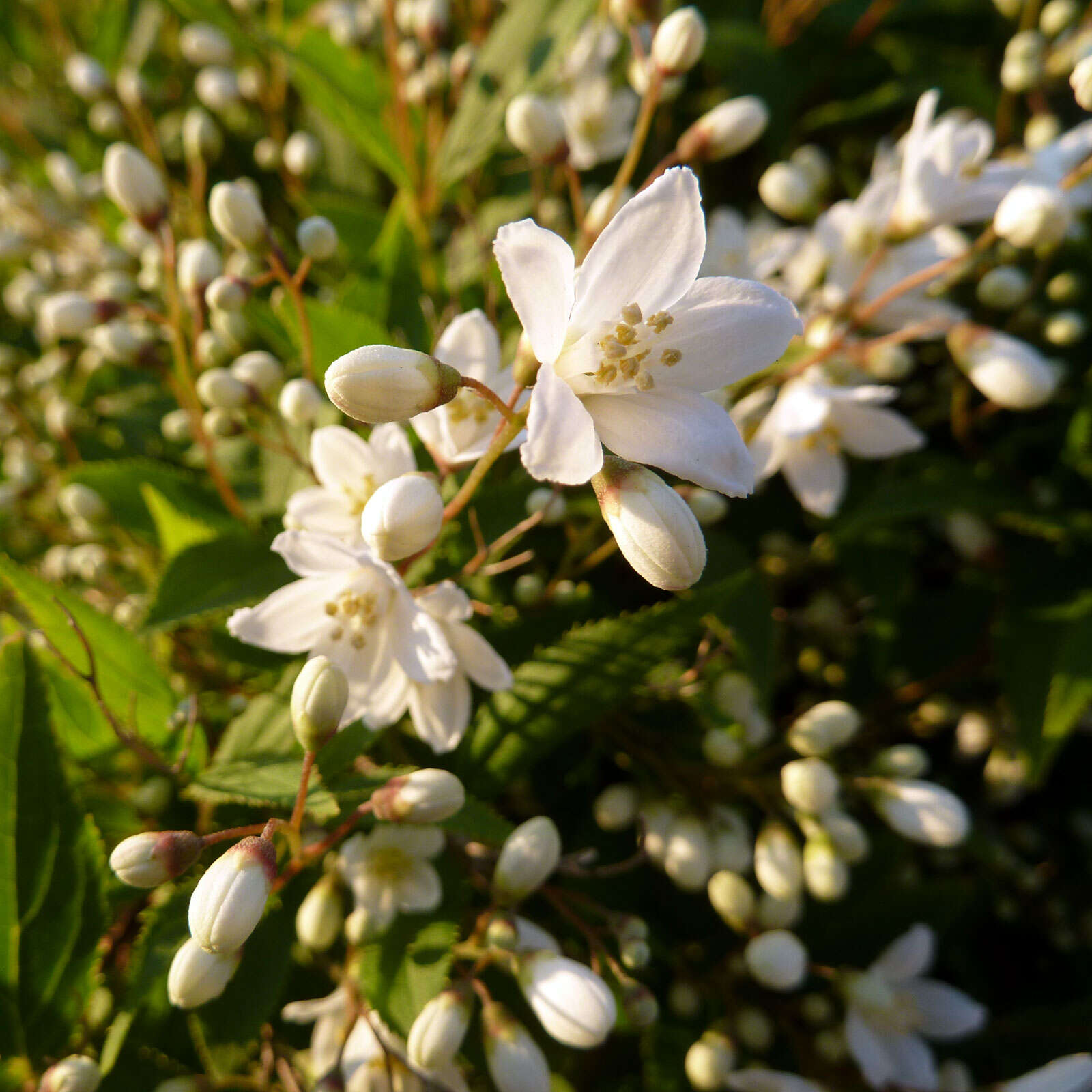 Image of slender pride of Rochester