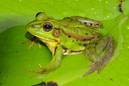 Image of Fukien Gold-striped Pond Frog