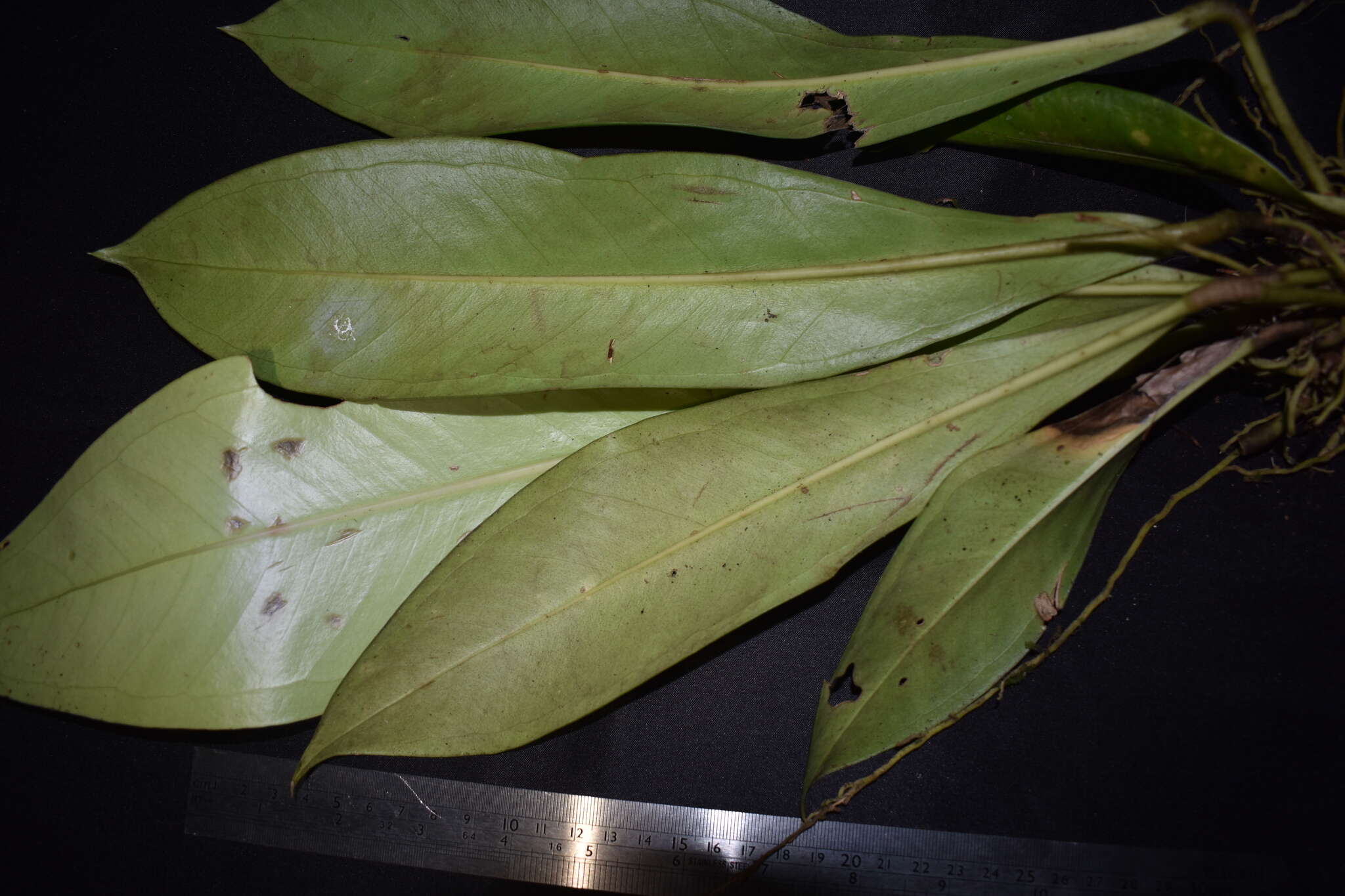 Image of Anthurium hacumense Engl.