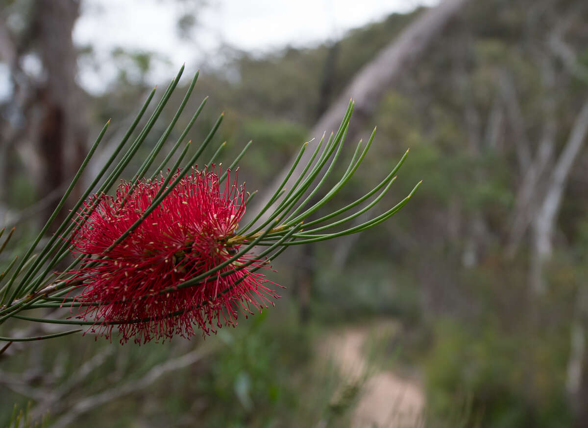 صورة Callistemon teretifolius F. Müll.