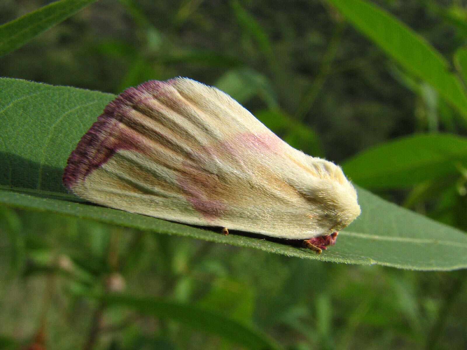 Слика од Gossypium thurberi Tod.