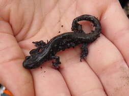 صورة Ambystoma laterale Hallowell 1856