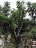 Image of Mexican Blue Oak