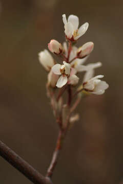 Image of Canadian serviceberry