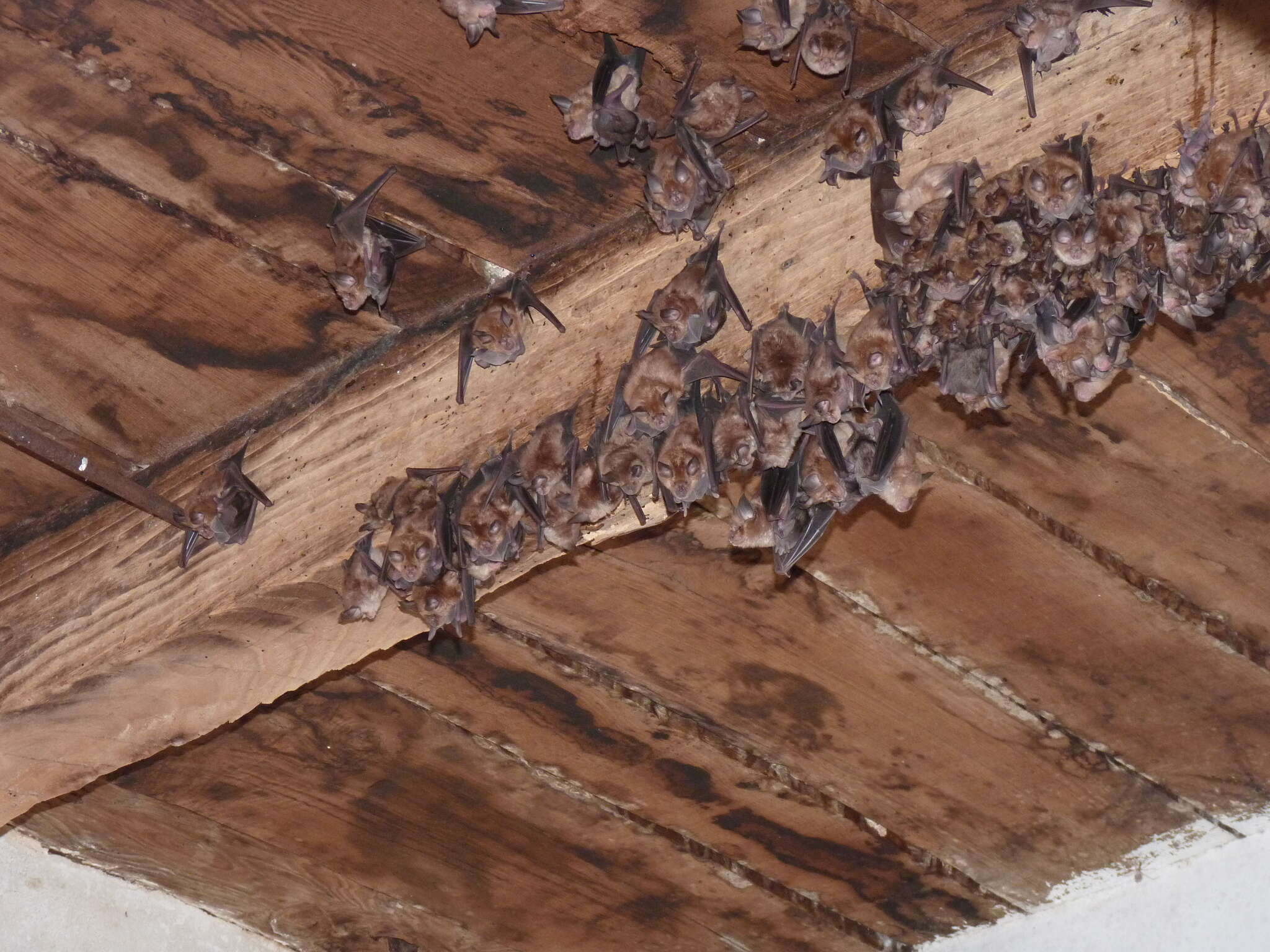 Myotis emarginatus (E. Geoffroy 1806) resmi