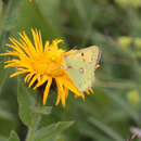 Image of Colias thisoa Ménétriès 1832