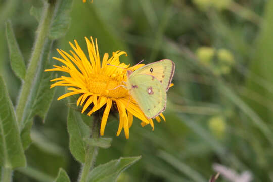 Image of Colias thisoa Ménétriès 1832