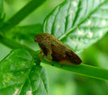 Image of European Alder Spittlebug