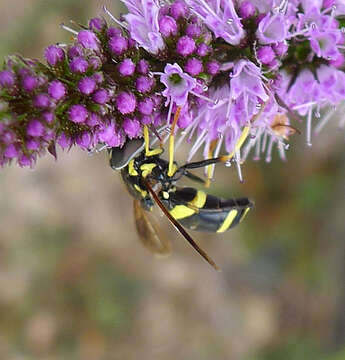 Image of Chrysotoxum bicinctum (Linnaeus 1758)