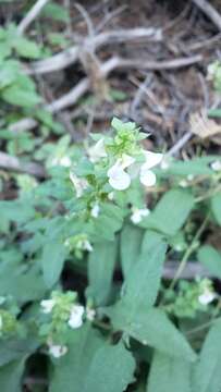 Image of sickletop lousewort