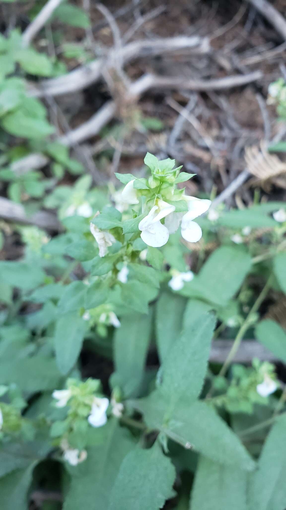 Imagem de Pedicularis racemosa subsp. alba Pennell